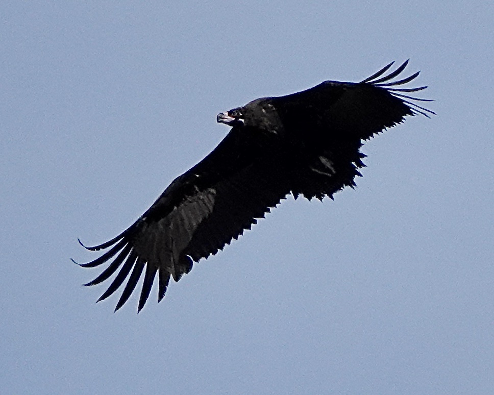 black vulture